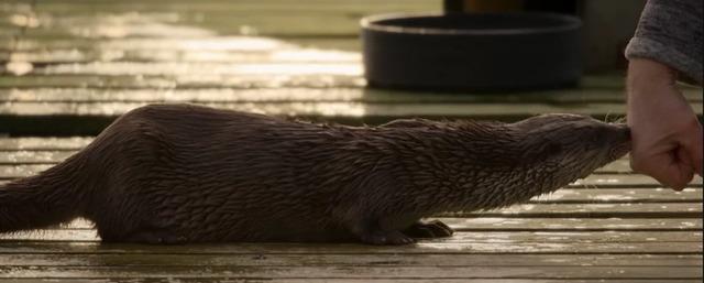 An Unexpected Friendship: How Billy and Molly the Otter Changed Each Other’s Lives Forever